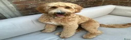 Australian Labradoodle dogs for sale: WAITING LIST Australian Labradoodles - RED & TUX  - Advert 26