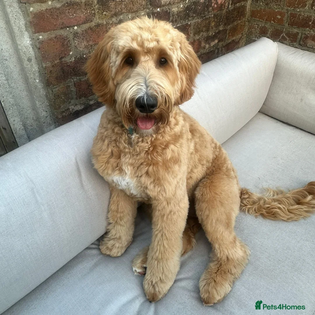 Australian Labradoodle dogs for sale: WAITING LIST Australian Labradoodles - RED & TUX  - Advert 26