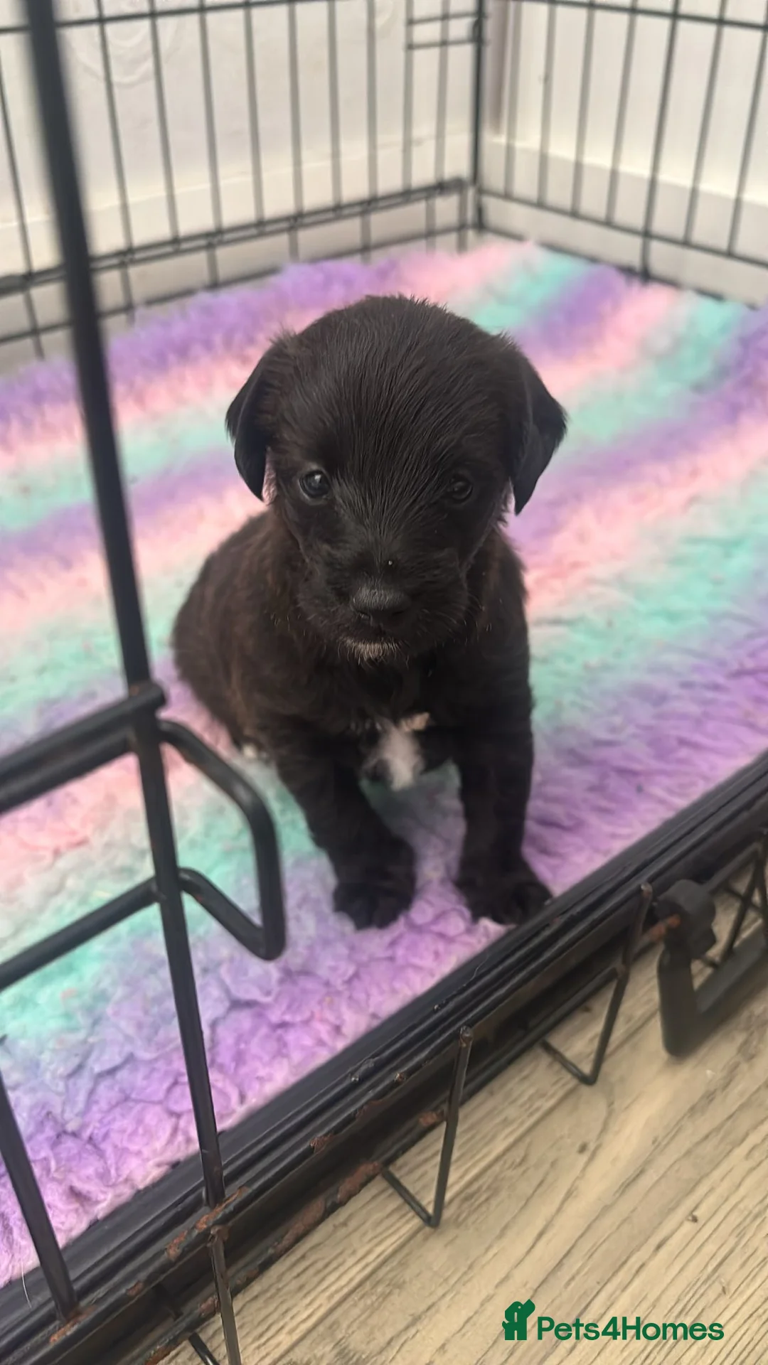 Mixed Breed dogs for sale: Italian greyhound x toy poodle  - Advert 1
