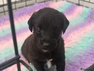 Mixed Breed dogs Italian greyhound x toy poodle - Advert 1