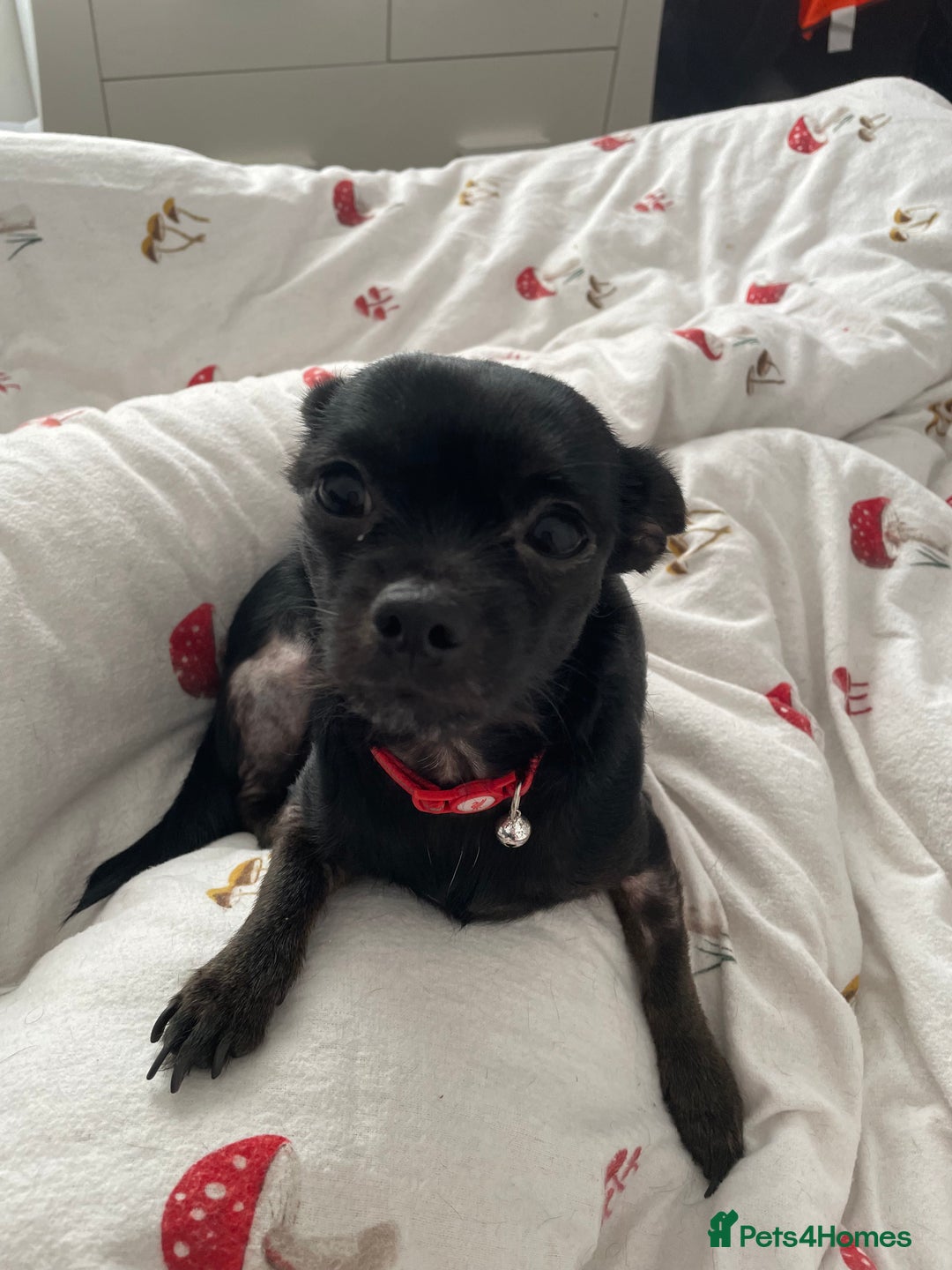 Chihuahua dogs for sale: 3 year old chihuahua boy - Advert 2