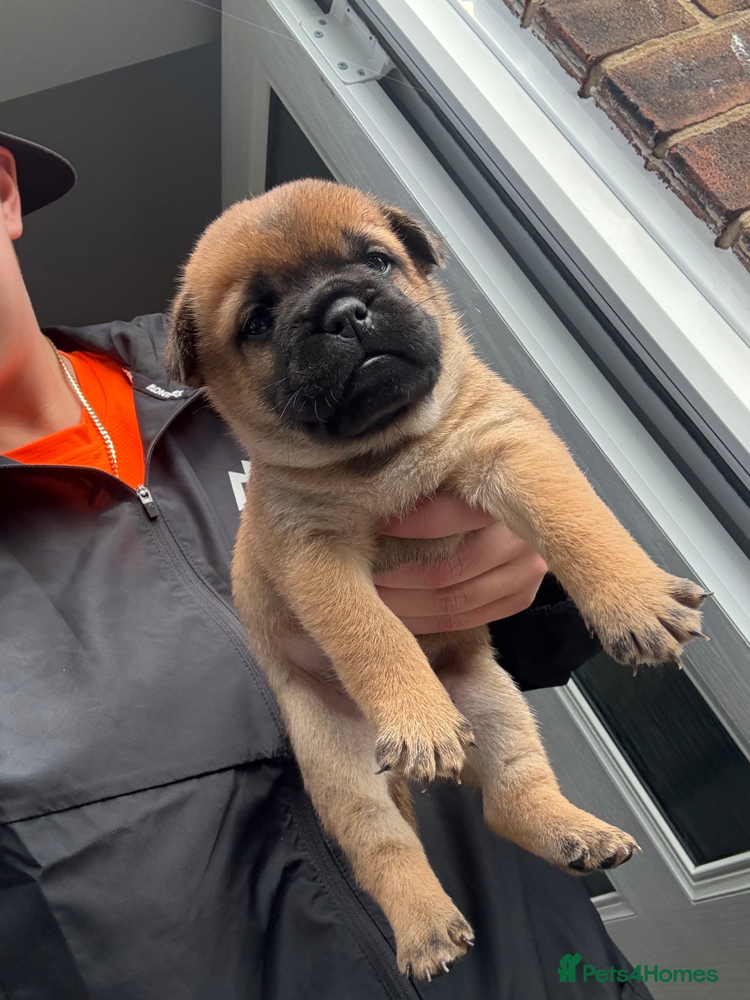 Mixed Breed dogs for sale: Frenchie X Chow Chow  - Image 3