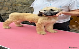Afghan Hound dogs for sale: Afghan Hound Litter  - Image 22