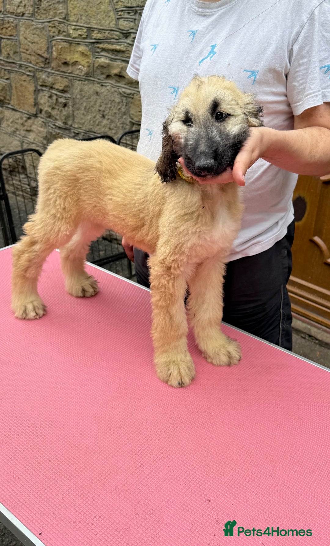 Afghan Hound dogs for sale: Afghan Hound Litter  - Image 22