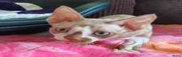 Devon Rex cats for sale: Beautiful Devon Rex Kitten - Advert 13