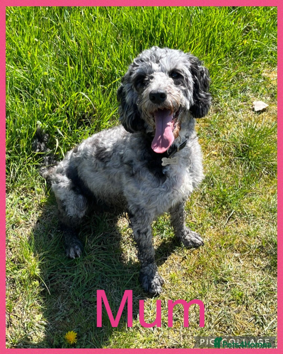 Cockapoo dogs for sale: Stunning F1B Merle Cockapoo Puppies!!!! - Image 39