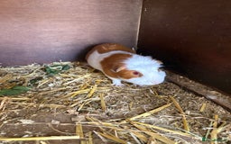 Guinea Pig rodents for sale: Male and female guinea pigs for sale  - Image 13