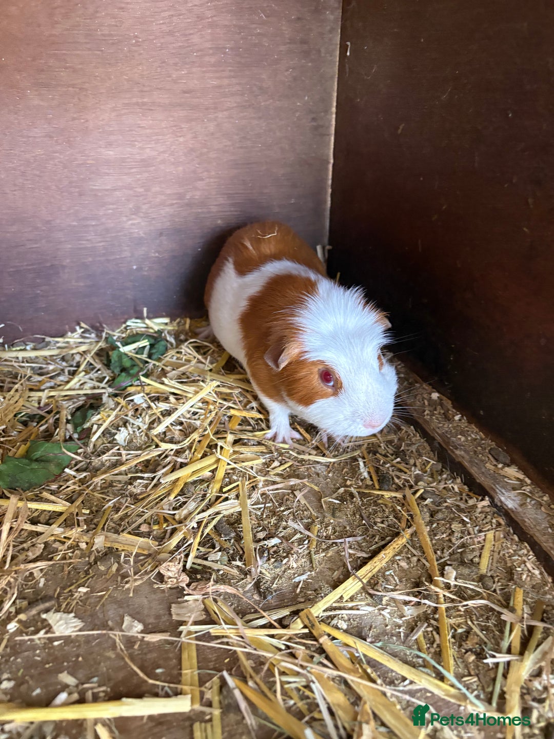 Guinea Pig rodents for sale: Male and female guinea pigs for sale  - Image 13
