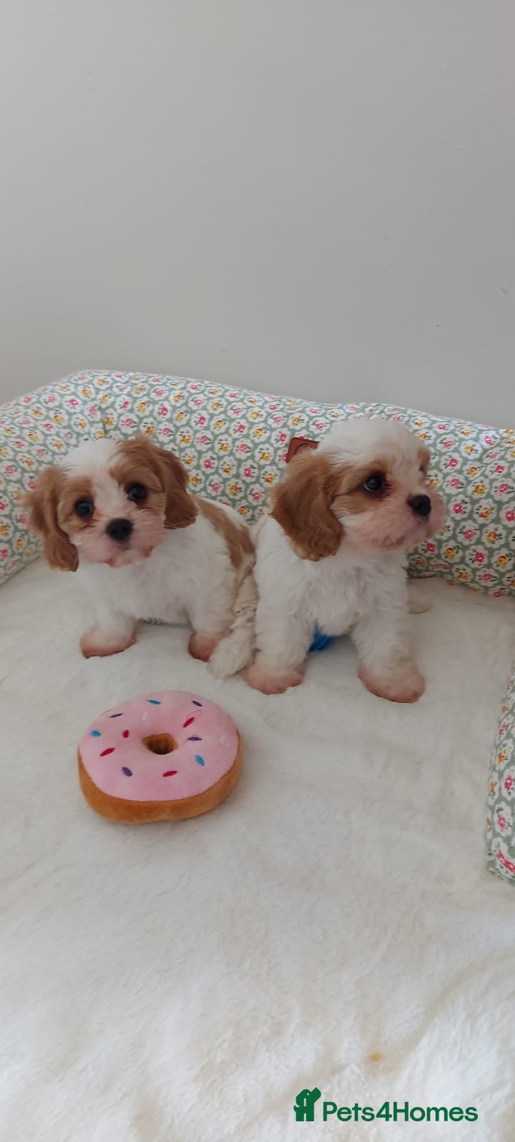 Cavachon dogs 2 beautiful Cavachon puppies for sale - Advert 2