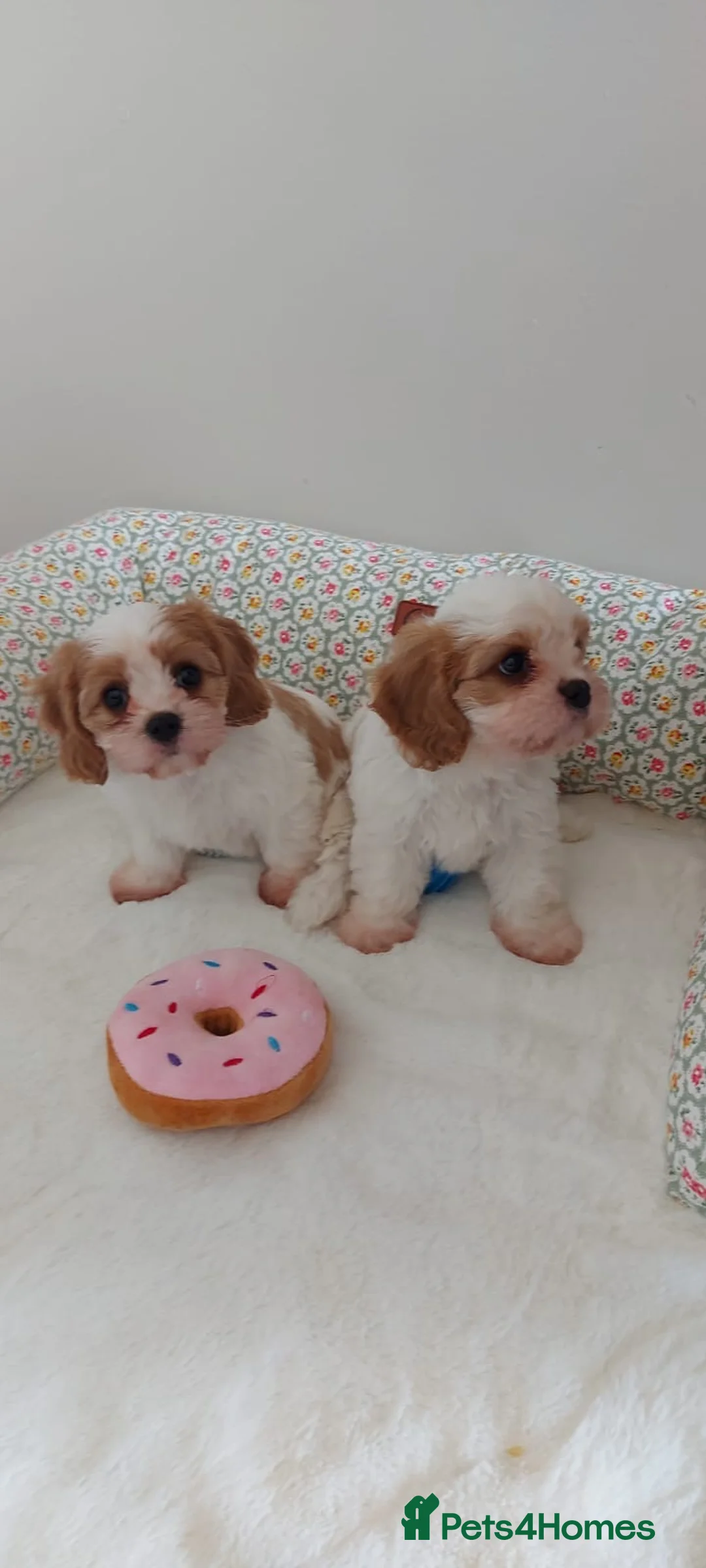 Cavachon dogs for sale: 2 beautiful Cavachon puppies for sale - Advert 1