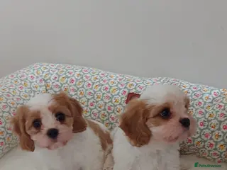 Cavachon dogs 2 beautiful Cavachon puppies for sale - Advert 1