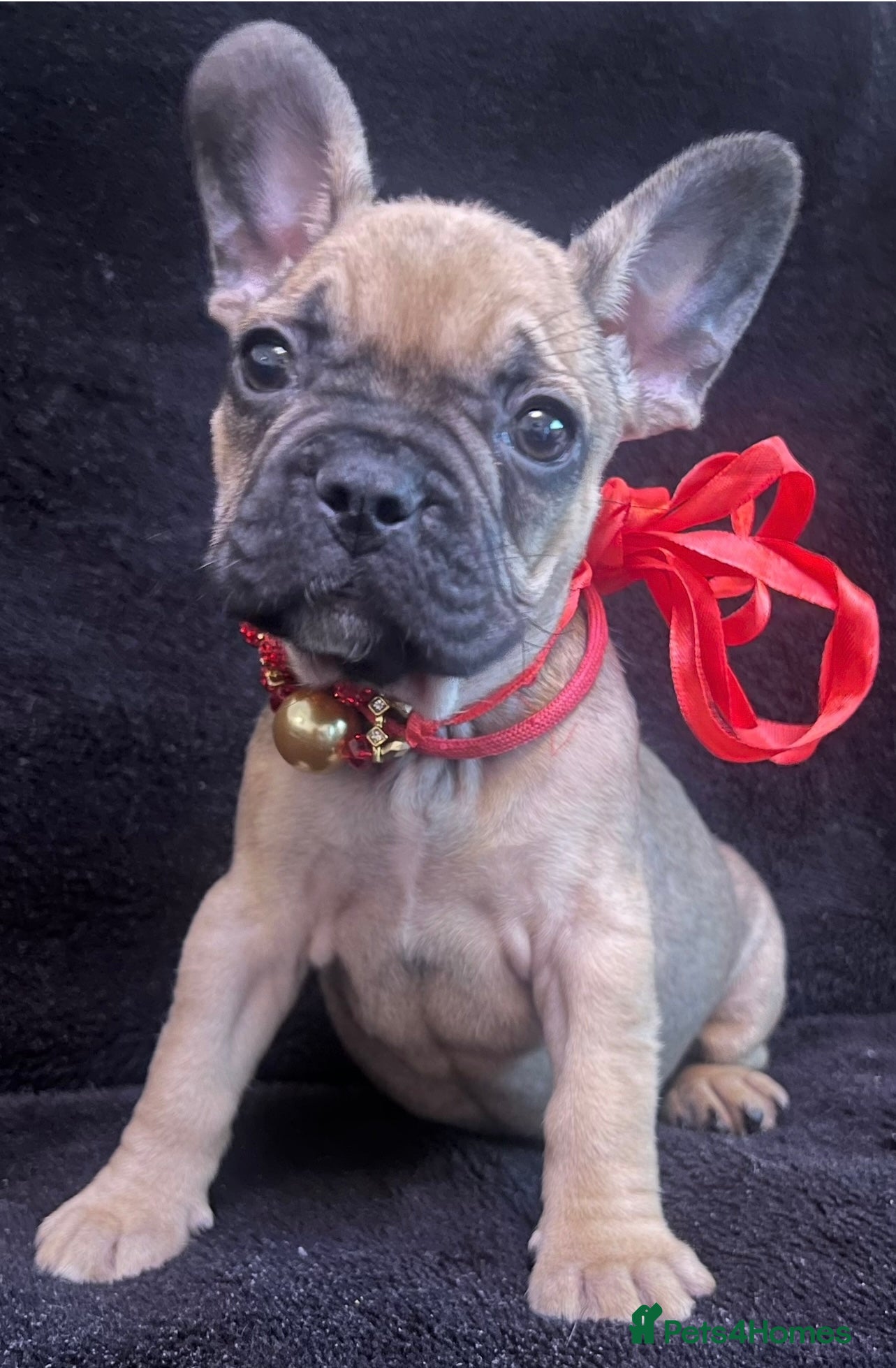 French Bulldog dogs 💗 Last Frenchy 💗 Sable 💗 Female 💗  - Advert 5