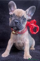 French Bulldog dogs 💗 Last Frenchy 💗 Sable 💗 Female 💗 - Advert 3