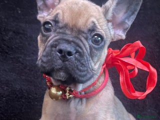 French Bulldog dogs 💗 Last Frenchy 💗 Sable 💗 Female 💗 - Advert 6