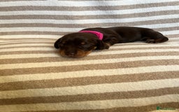 Miniature Dachshund dogs for sale: Beautiful Miniature dachshunds🐶🤎 - Advert 18