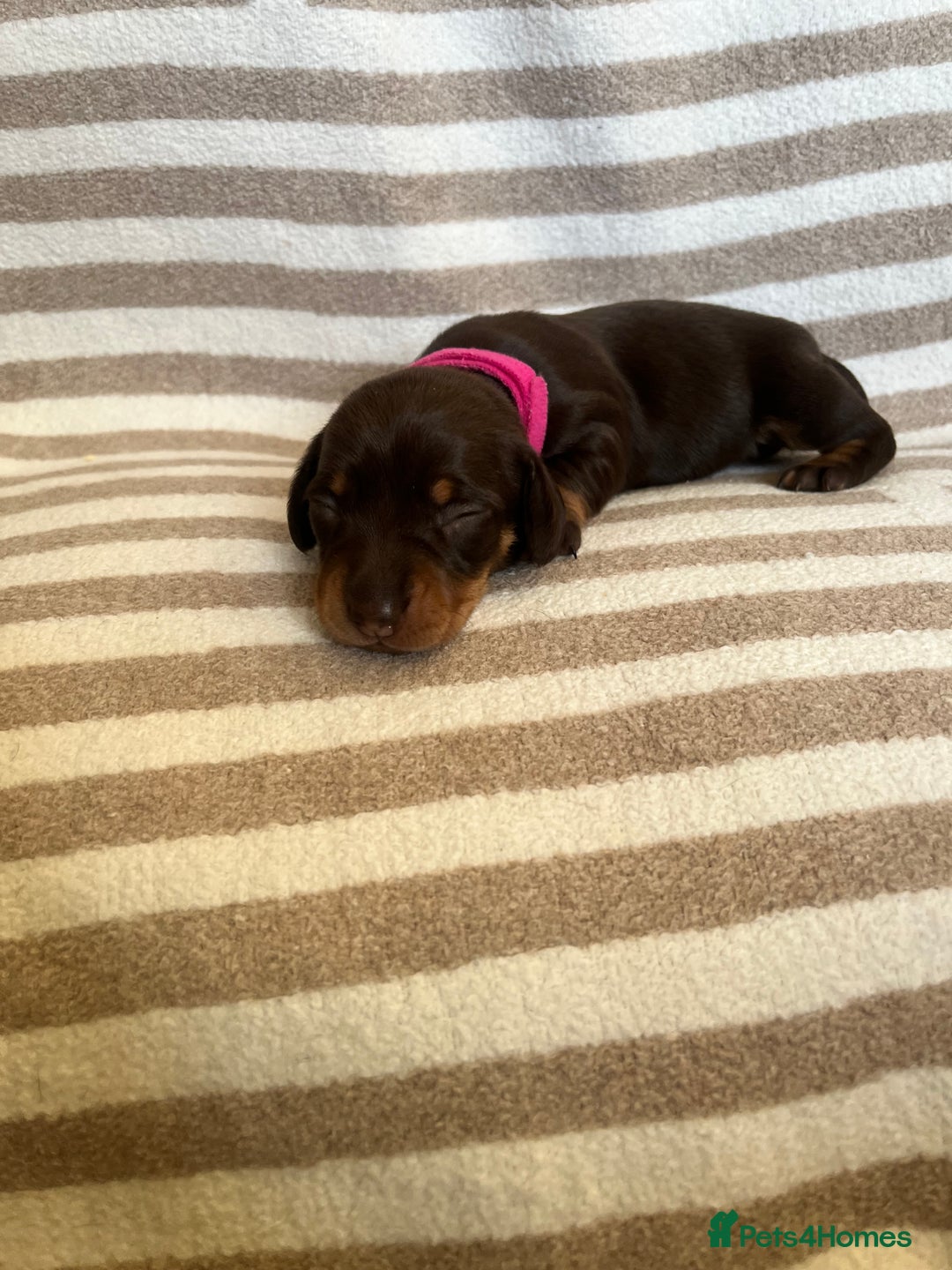Miniature Dachshund dogs for sale: Beautiful Miniature dachshunds🐶🤎 - Advert 18