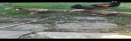 Chickens poultry for sale: Beautiful Muscovy duck  - Advert 4