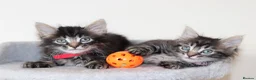 Mixed Breed cats for sale: Adorable Kittens Ready SOON - Advert 10
