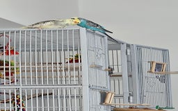 Cockatiels birds for sale: Cockatiel and budgie - Image 6