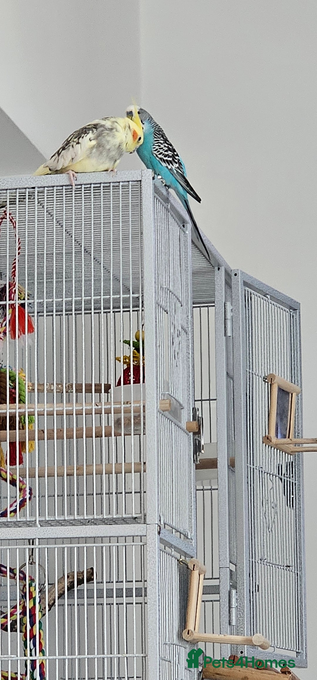 Cockatiels birds for sale: Cockatiel and budgie - Image 6