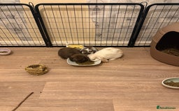Mini Lop rabbits for sale: 3 bunnies for sale  - Image 2