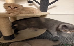 Scottish Fold cats for sale: 3 Adorable Scottish Fold Kittens🩷💙🩷 - Image 39