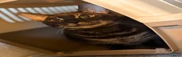 Mixed Breed cats for sale: Beautiful charcoal bengals  - Advert 3
