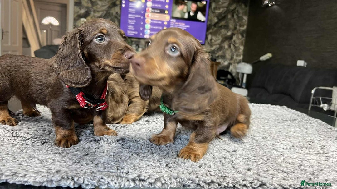 Miniature Dachshund dogs for sale: Longhaired miniature dachshund puppies KC reg. - Image 5