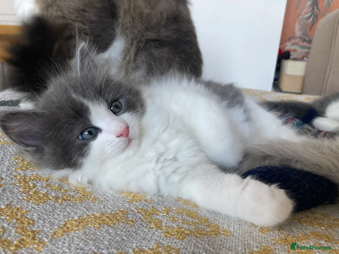 Maine Coon cats for sale: Rag Coon Kittens - Advert 14