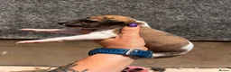 Whippet dogs for sale: One boy, Kennel club registered. - Advert 34