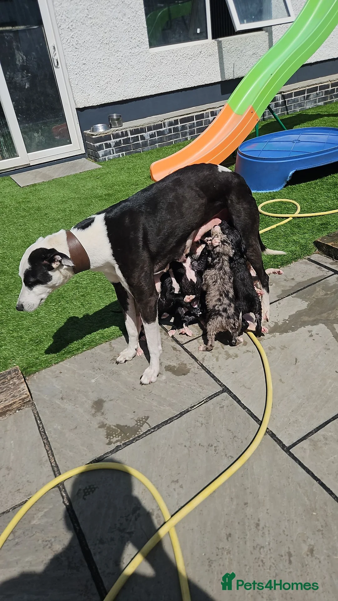 Lurcher dogs for sale: Lurcher pups male white black spots  - Advert 2