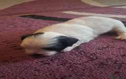 Bichon Frise dogs for sale: 4beautiful Bichon Frise puppies (3boys and 1 girl) - Image 9