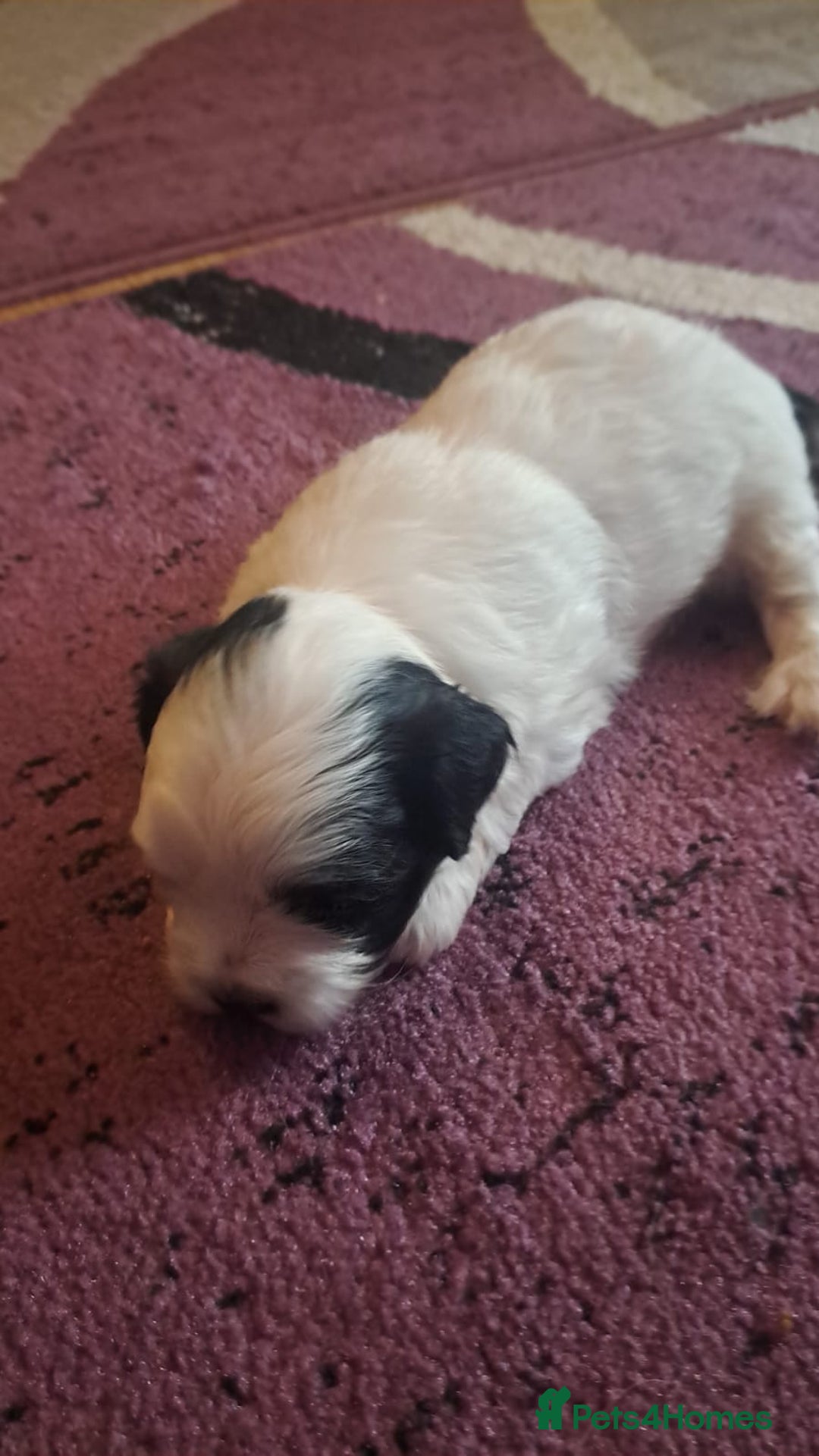 Bichon Frise dogs for sale: 4beautiful Bichon Frise puppies (3boys and 1 girl) - Image 9