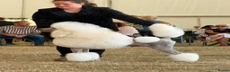 Standard Poodle dogs for stud: White Standard Poodle For Stud - Advert 2