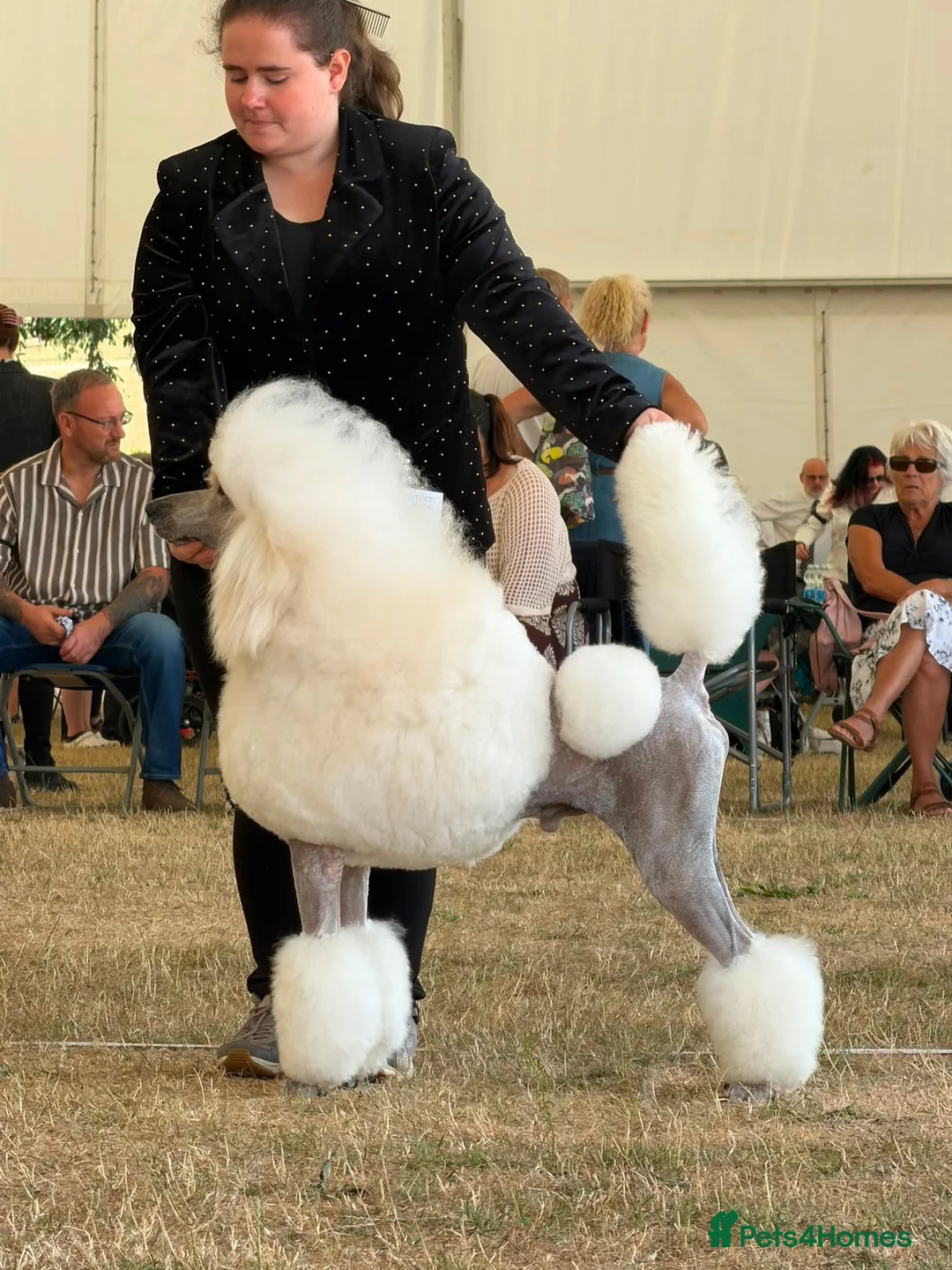 Standard Poodle dogs for stud: White Standard Poodle For Stud - Advert 2