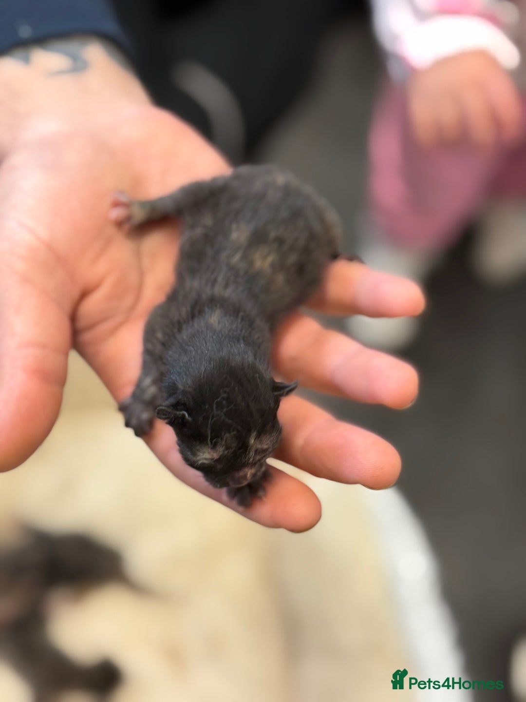 Mixed Breed cats for sale: 5 adorable kittens - Advert 2