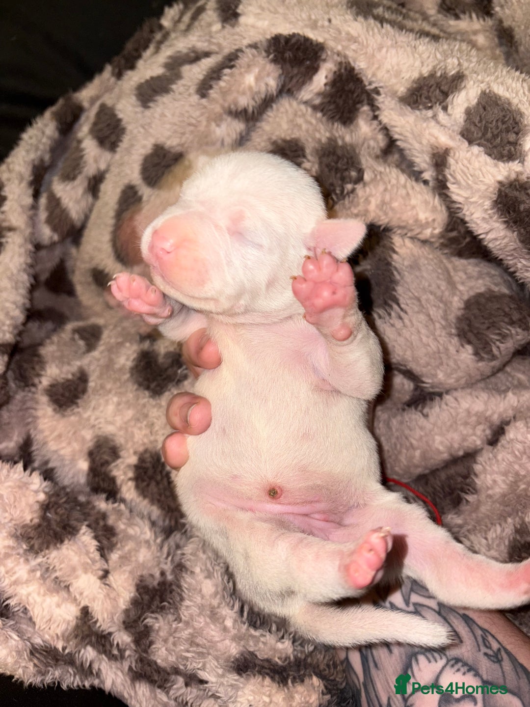 Mixed Breed dogs for sale: Staffy x American bulldog mixed breed  - Advert 5