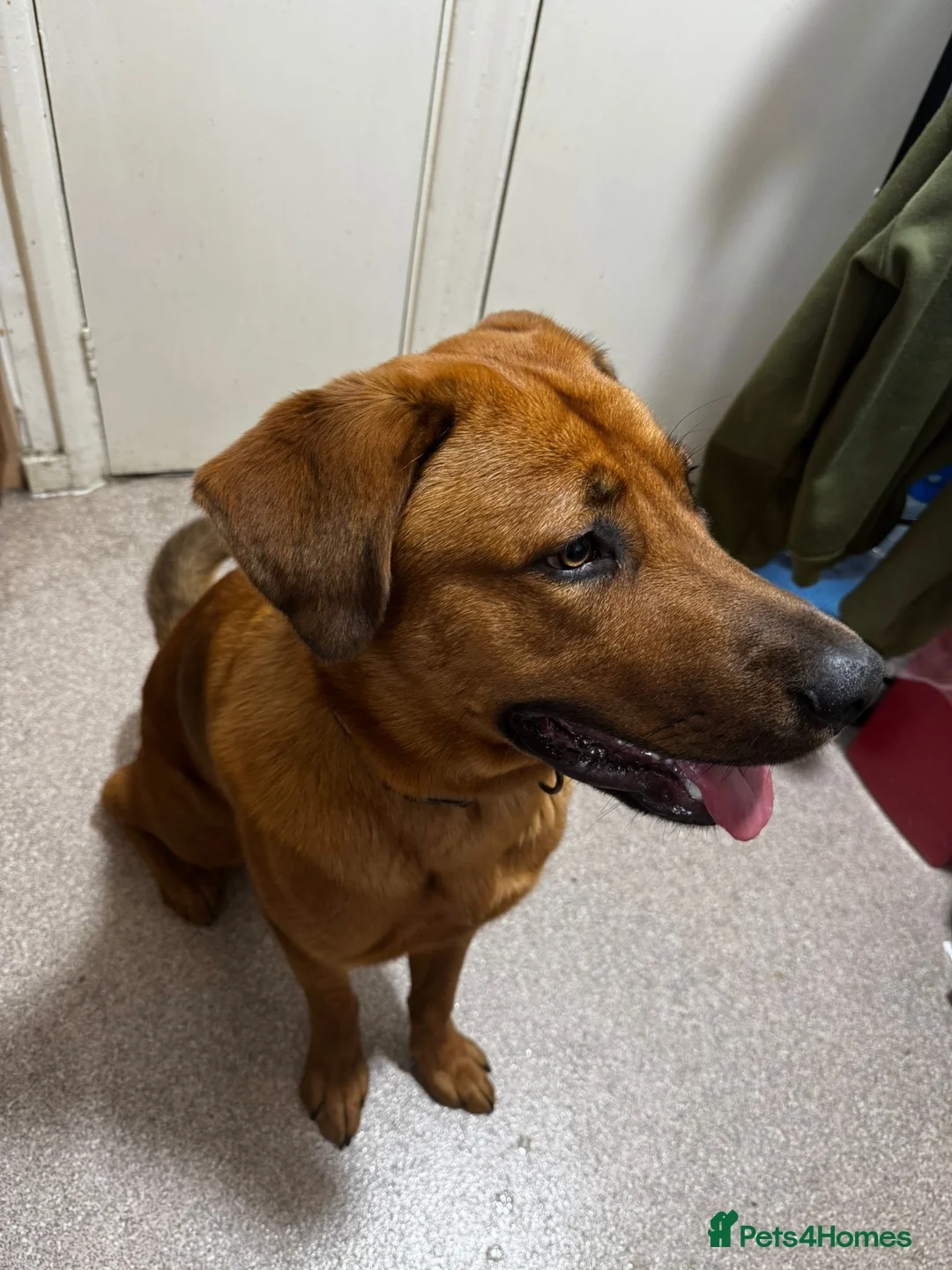 Mixed Breed dogs for sale: GERMAN SHEPHERD  ** TIFF in London - Advert 4