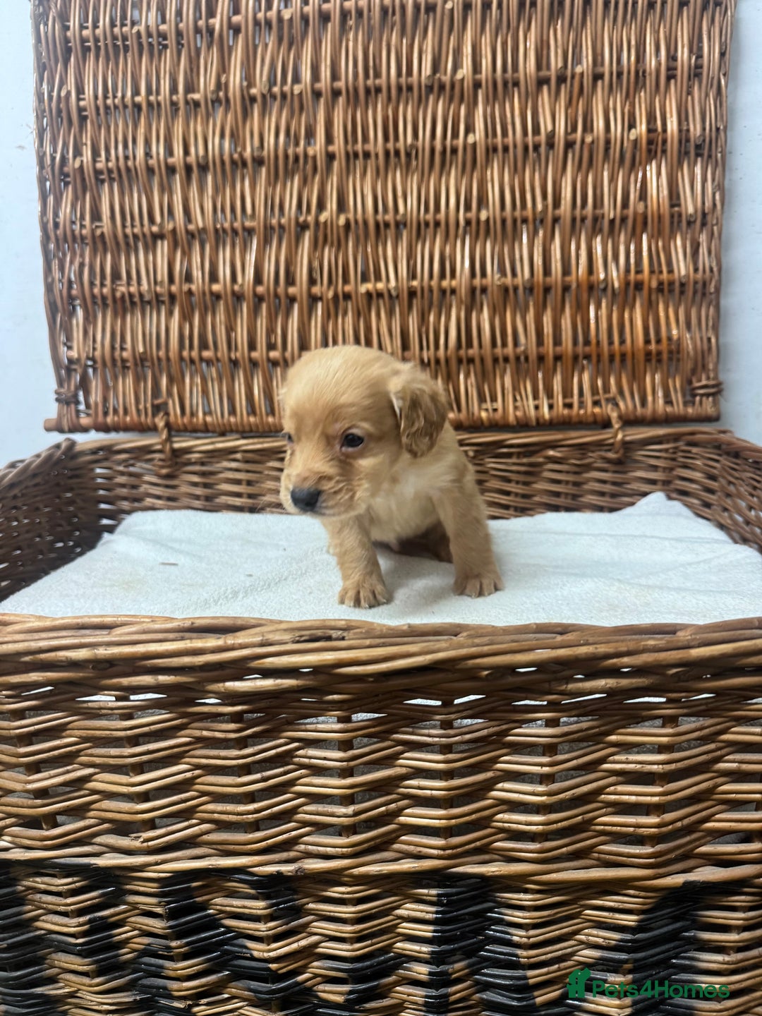 Cocker Spaniel dogs for sale: Fully DNA health tested cocker spaniel puppies - Advert 15