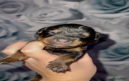 Rottweiler dogs for sale: Rottweiler puppies looking for a forever home - Image 11