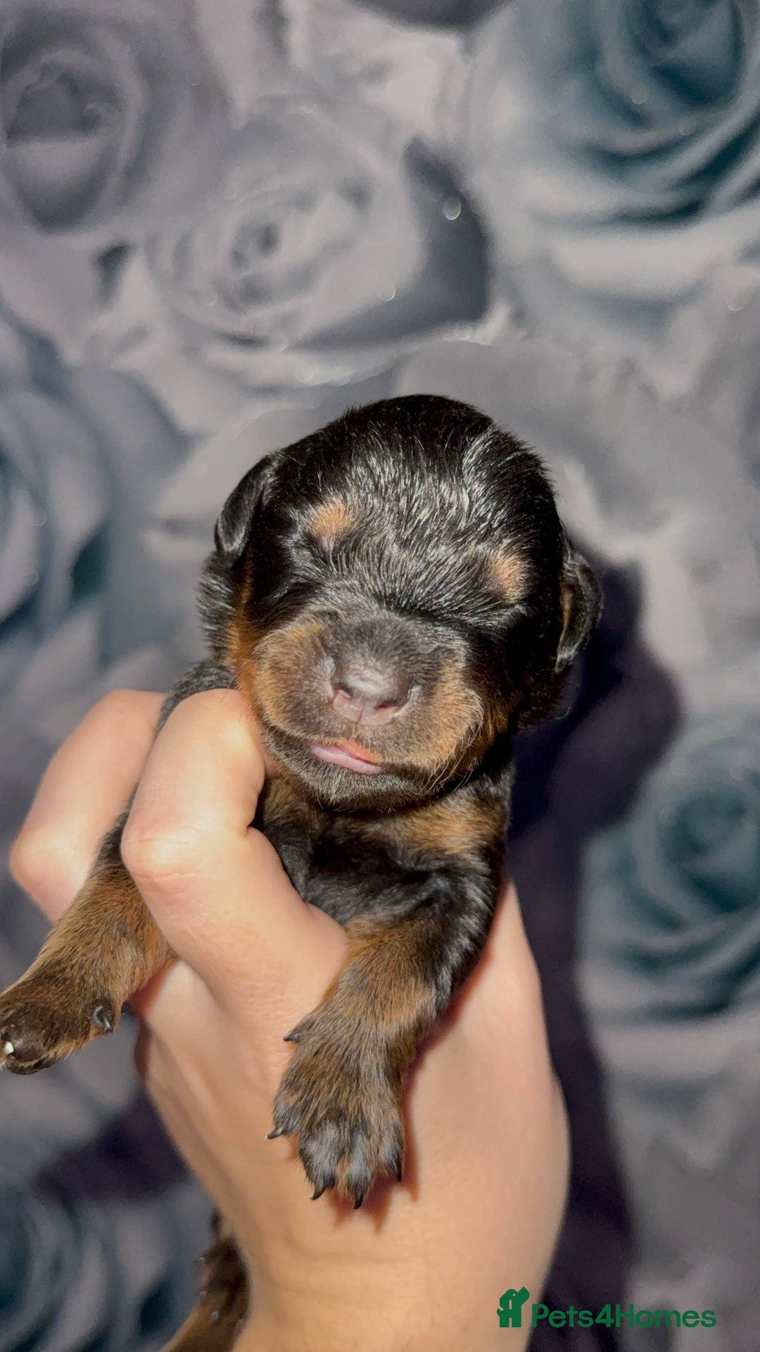 Rottweiler dogs for sale: Rottweiler puppies looking for a forever home - Image 11
