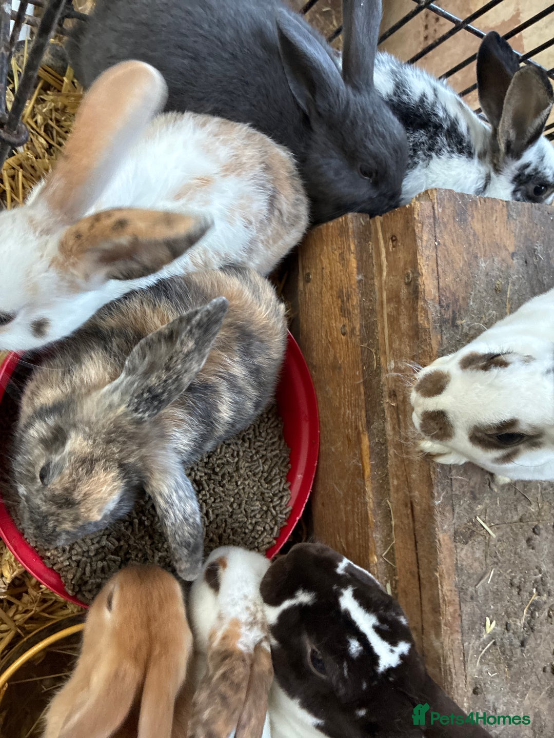 Mixed Breed rabbits for sale: Rex, velvet and mixed bunnys - Advert 1