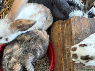 Mixed Breed rabbits Rex, velvet and mixed bunnys full size - Advert 7