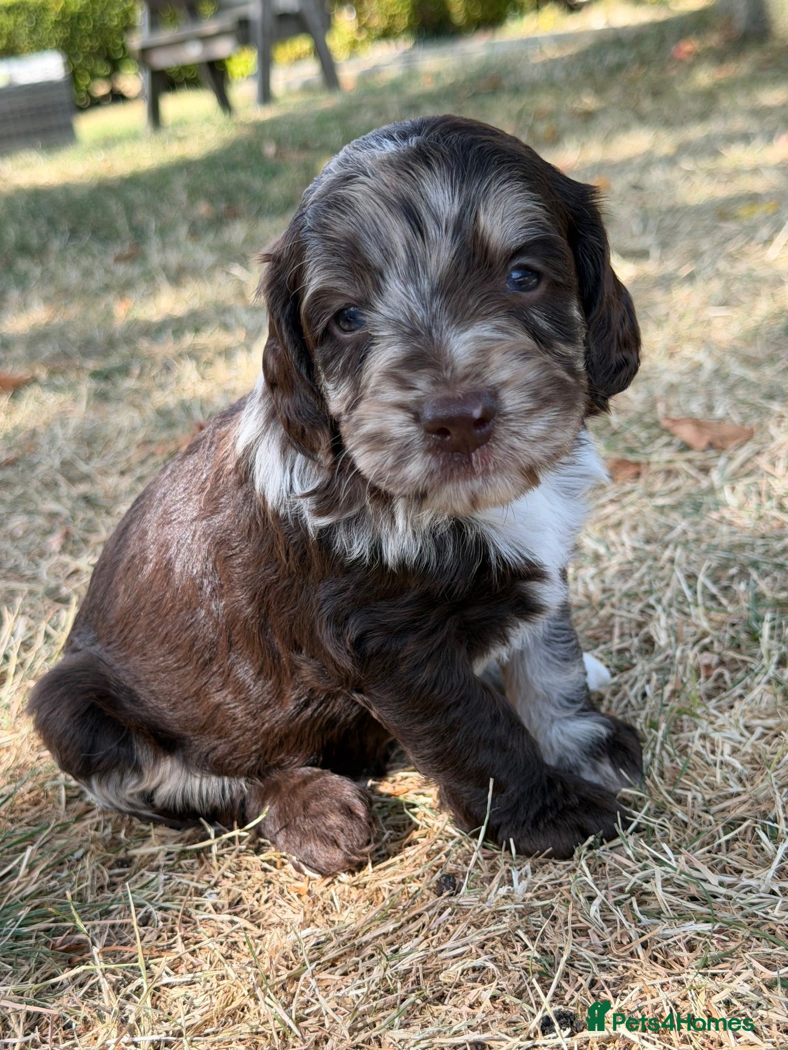 Sproodle dogs F1 Sproodles FULL DNA 5⭐️ Licensed Breeder - Advert 2