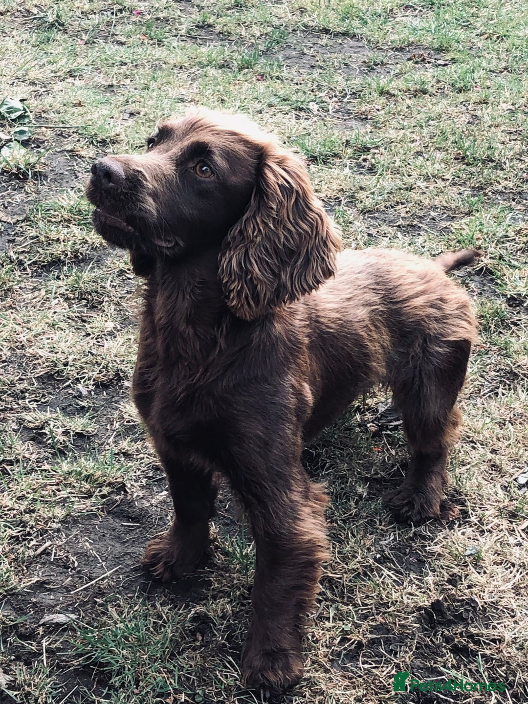 Cocker Spaniel dogs for sale: 2 bitches left - Advert 2