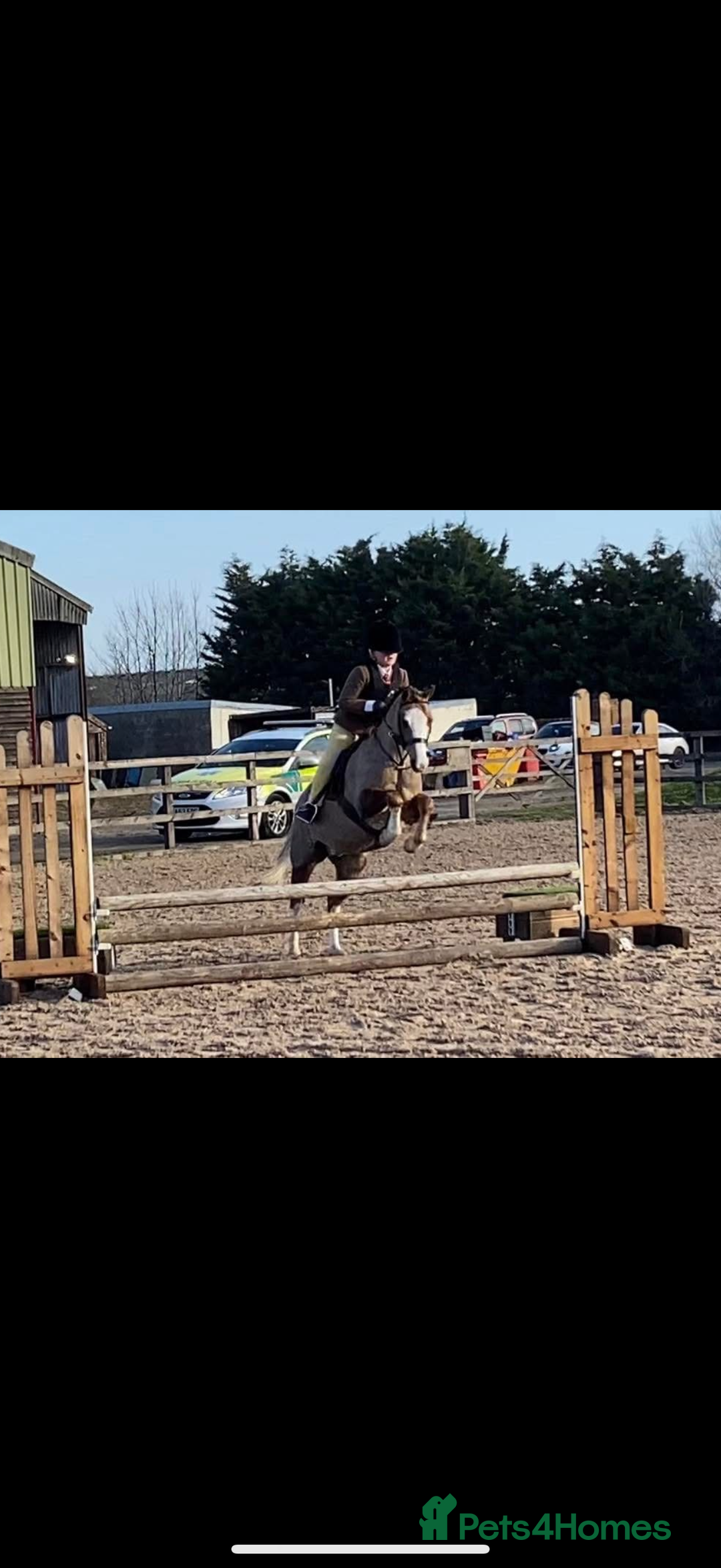 Welsh Section B horses for sale: 🎀Bunbury Zianna aka Annie 🎀 - Image 10