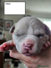 American Bully Puppy 5
