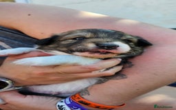 Sprollie dogs for sale: Puppies from Border Collie  - Image 5