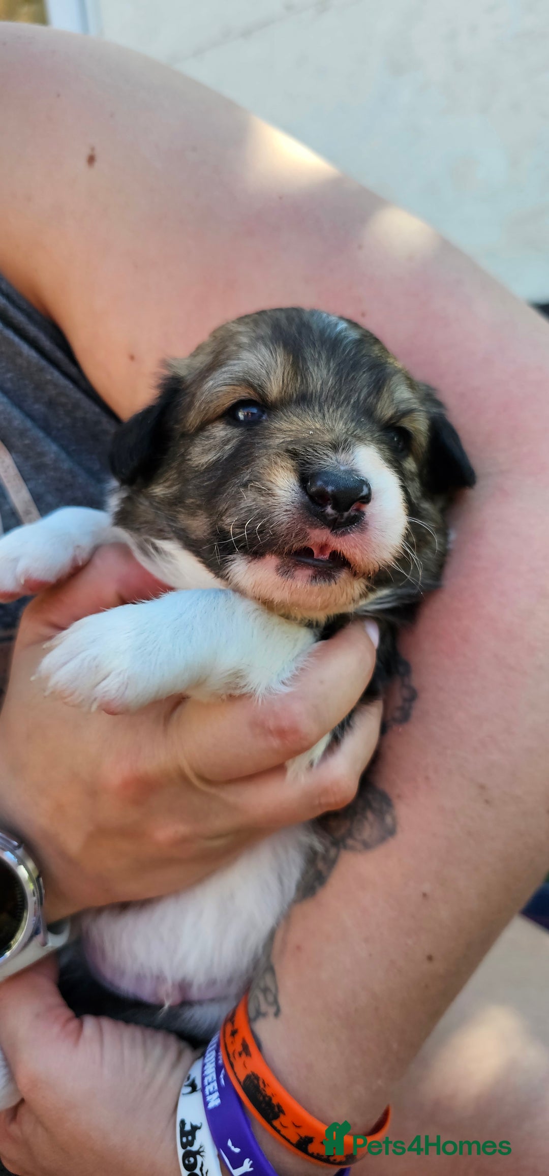 Sprollie dogs for sale: Puppies from Border Collie  - Image 5