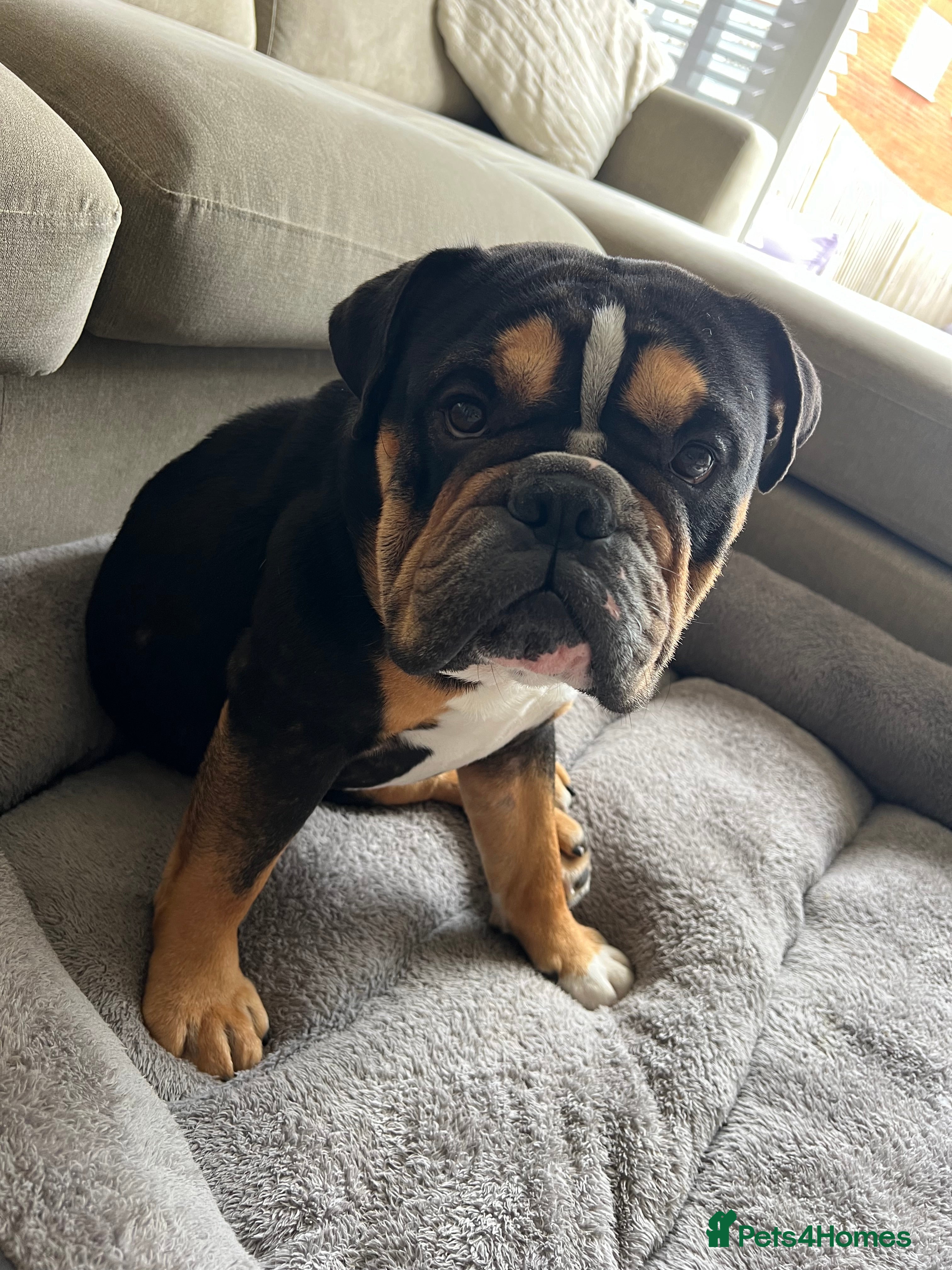 English Bulldog dogs English bulldog  - Advert 1